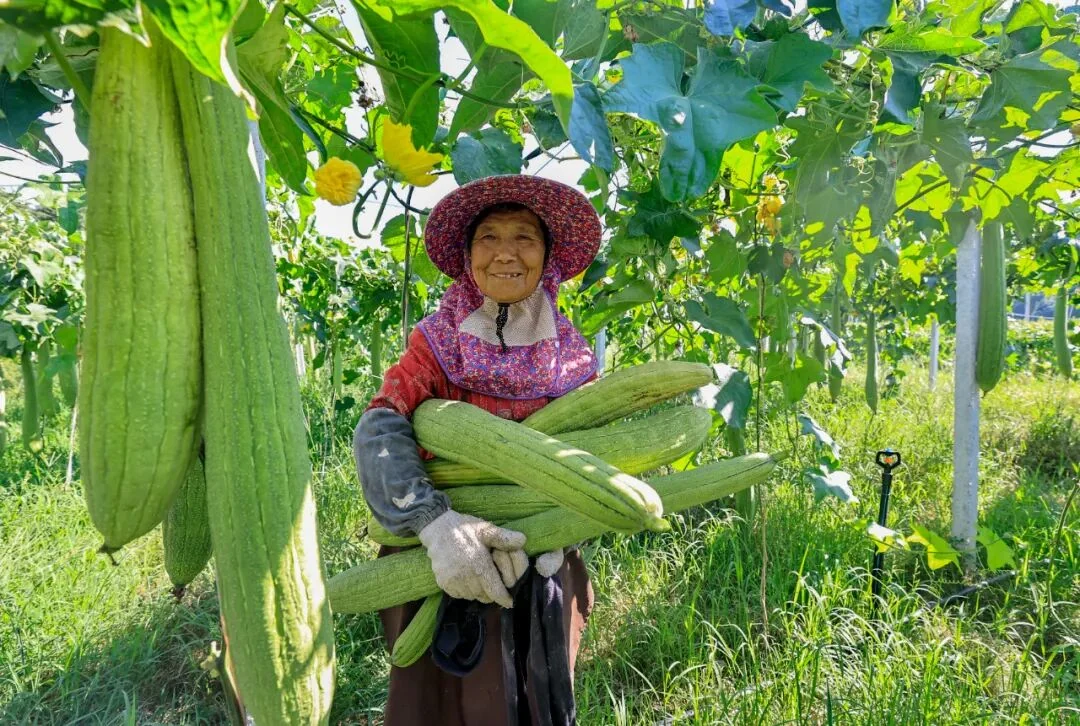 村民在丝瓜络种植基地采收